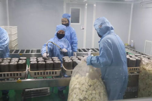 加大研發力度，發展優質食用菌產品，促進菌種進出口繁榮