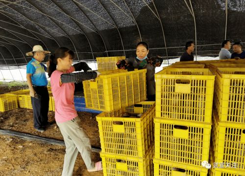 菌香飄官祿 小小食用菌撬動脫貧大產業，菌種進出口拓新途